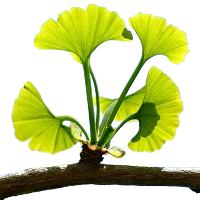 Ginkgo biloba - mejora la circulación y apoya la próstata
